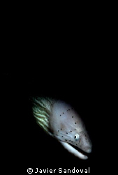 PEPPERED MORAY RED SEA by Javier Sandoval 